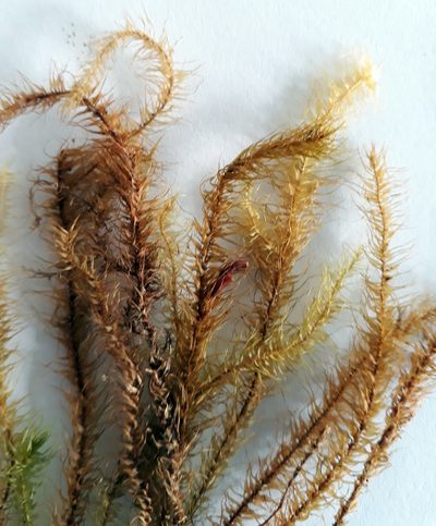 Spiridens reinwardtii, photographed by Peter de Lange