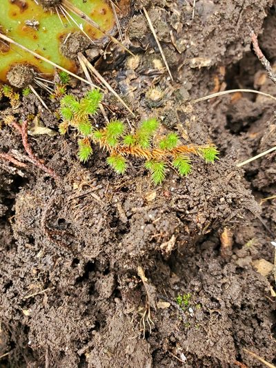 Selaginella wrightii, photographed by Jo Roberts