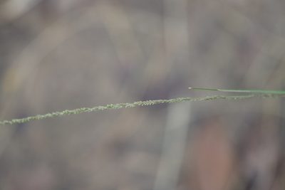 Sporobolus indicus, photographed by Rich Sommer