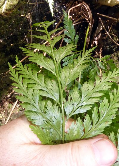 Asplenium gibberosum, photographed by Peter de Lange