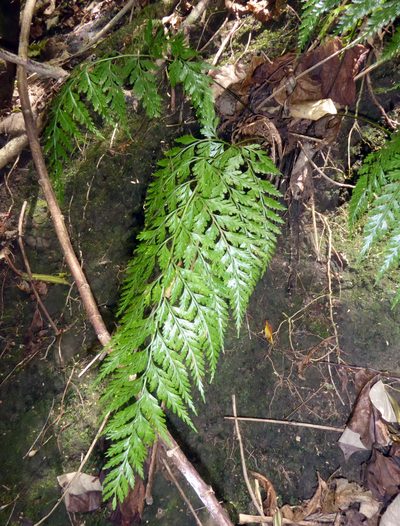 Asplenium gibberosum, photographed by Peter de Lange