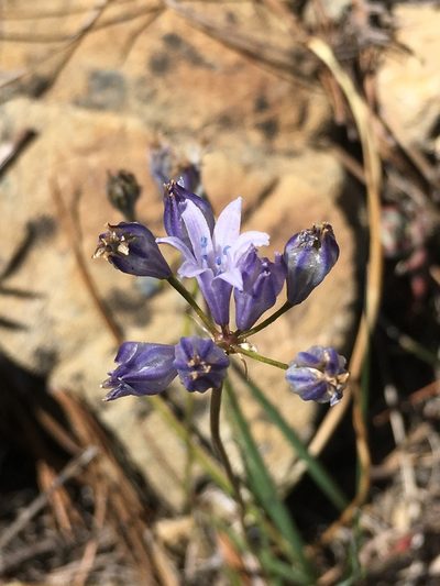 Triteleia crocea, photographed by Matt Berger