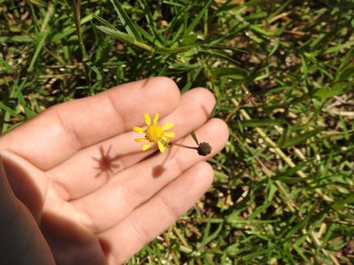 Acmella decumbens, photographed by Eduardo Luis Beltrocco