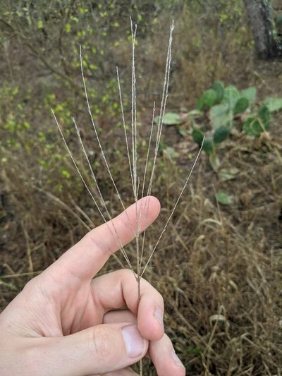 Leptochloa pluriflora, photographed by Cleveland Powell