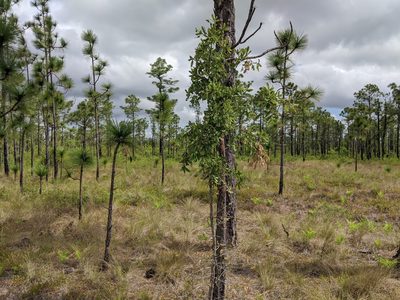 Quercus incana, photographed by Austin Pursley