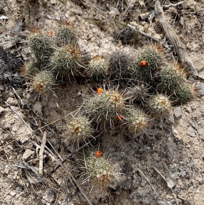 Cochemiea capensis, photographed by Bill Levine