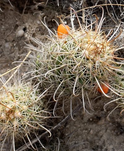 Cochemiea capensis, photographed by Bill Levine