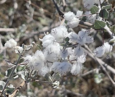 Condea laniflora, photographed by Bill Levine