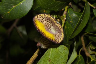Aristolochia triangularis, photographed by Fernando Sessegolo