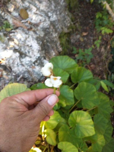 Begonia sericoneura, photographed by Juan Cruzado Cortés