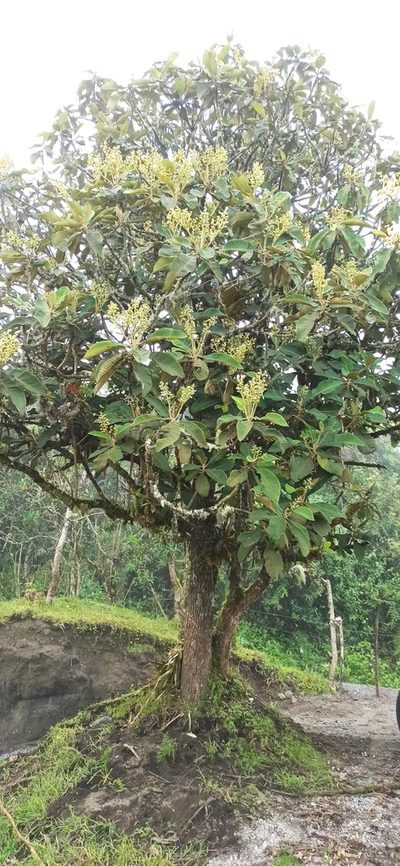 Saurauia tomentosa, photographed by Diego Inclan