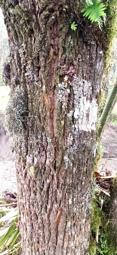 Saurauia tomentosa, photographed by Diego Inclan