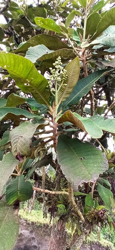 Saurauia tomentosa, photographed by Diego Inclan