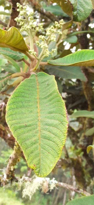 Saurauia tomentosa, photographed by Diego Inclan