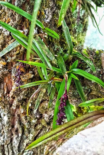 Epidendrum coryophorum, photographed by Diego Inclan