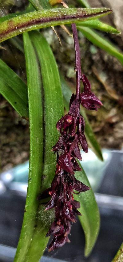 Epidendrum coryophorum, photographed by Diego Inclan