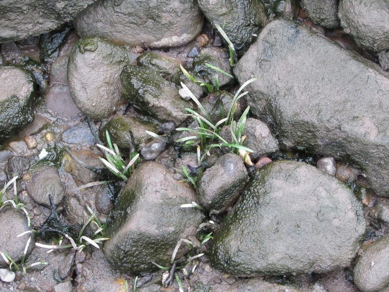 Sagittaria subulata, photographed by Chris Hoess