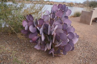 Opuntia santa-rita, photographed by Henggang Cui