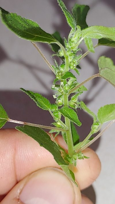 Parietaria praetermissa, photographed by Scott Allen Davis