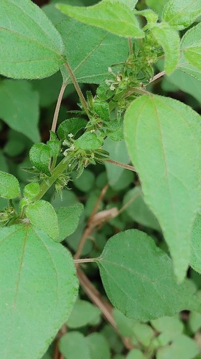 Parietaria praetermissa, photographed by Scott Allen Davis