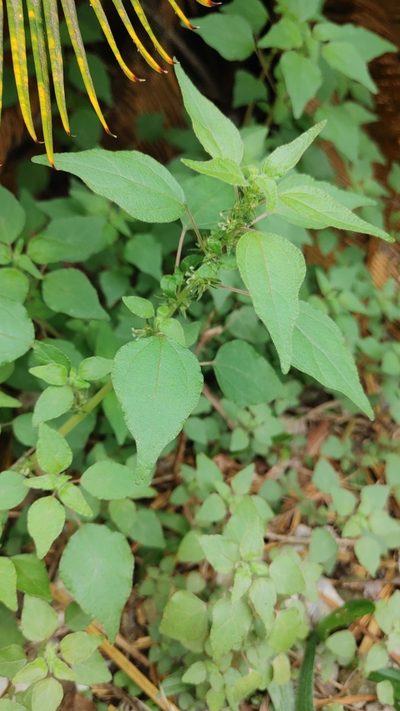 Parietaria praetermissa, photographed by Scott Allen Davis
