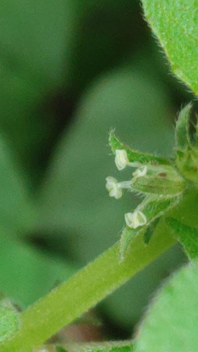 Parietaria praetermissa, photographed by Scott Allen Davis
