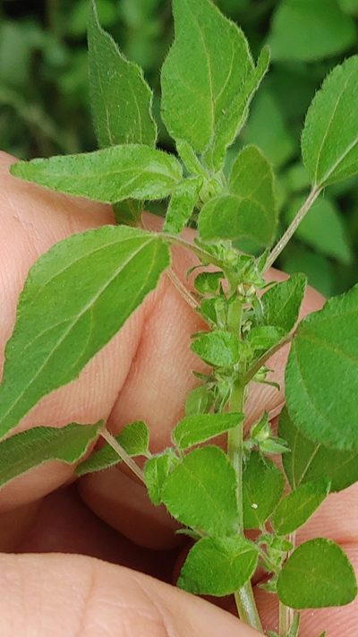 Parietaria praetermissa, photographed by Scott Allen Davis