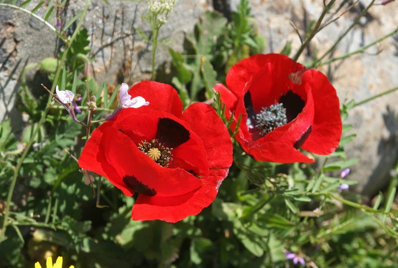 Papaver umbonatum, photographed by Oleg Kosterin