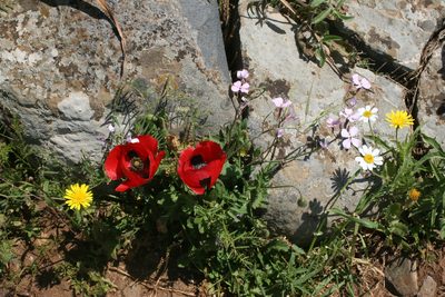 Papaver umbonatum, photographed by Oleg Kosterin