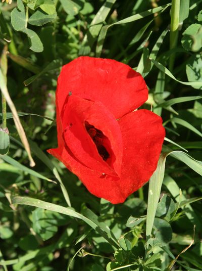 Papaver umbonatum, photographed by Oleg Kosterin