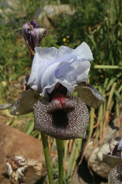 Iris hermona, photographed by Oleg Kosterin