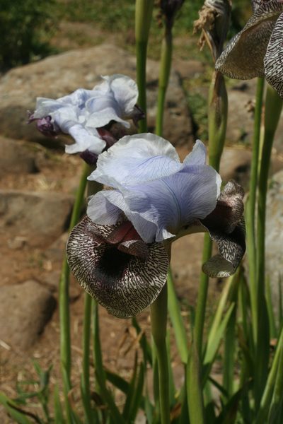 Iris hermona, photographed by Oleg Kosterin