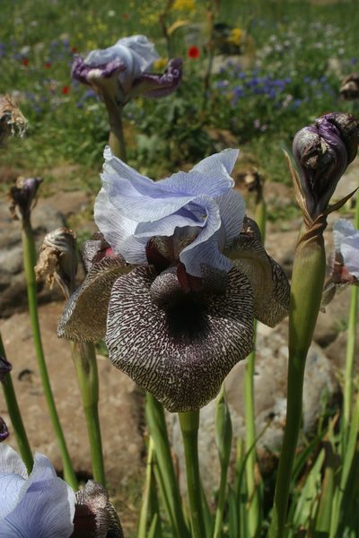 Iris hermona, photographed by Oleg Kosterin