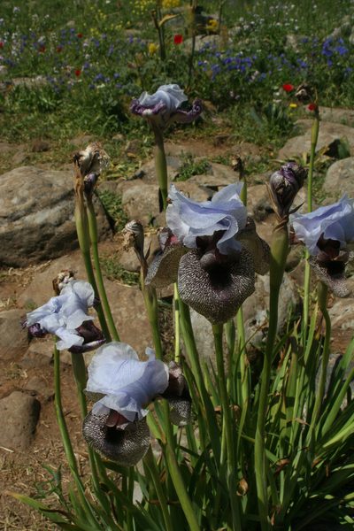 Iris hermona, photographed by Oleg Kosterin