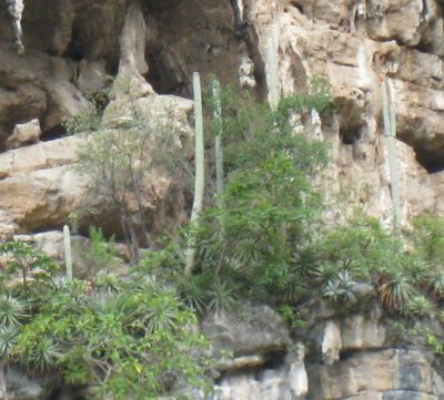 Cephalocereus apicicephalium, photographed by Adam Kranz