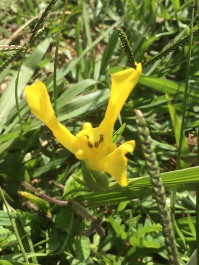 Cipura xanthomelas, photographed by Mario Barroso