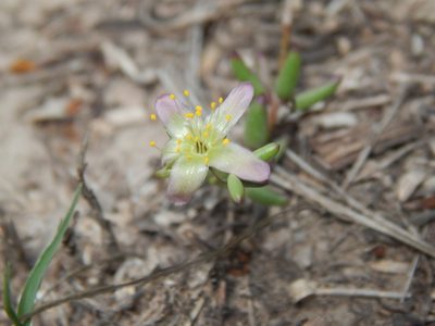 Talinopsis frutescens, photographed by Andrés Zapata