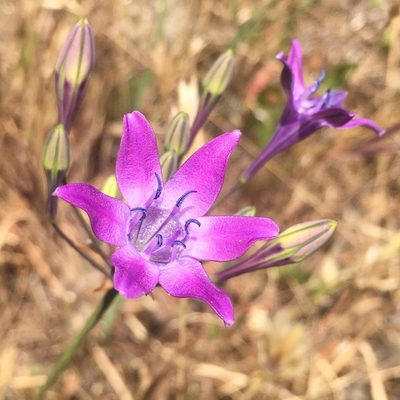 Triteleia bridgesii, photographed by Matt Berger