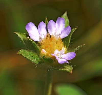 Lomelosia brachiata, photographed by Kostas Zontanos