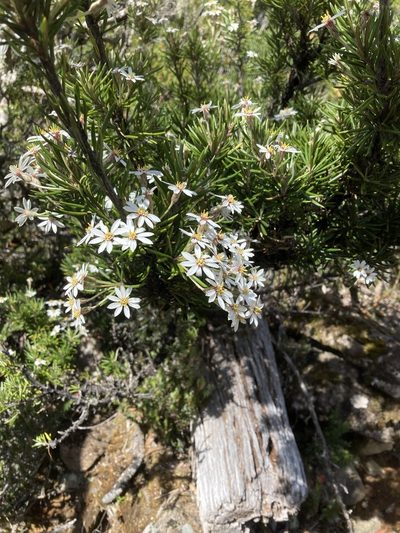 Olearia pinifolia, photographed by krumpianking