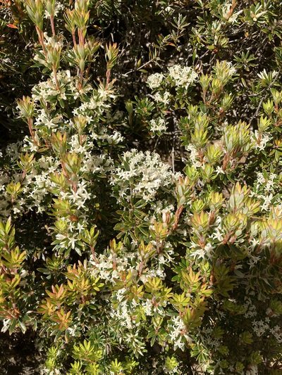 Cyathodes straminea, photographed by krumpianking