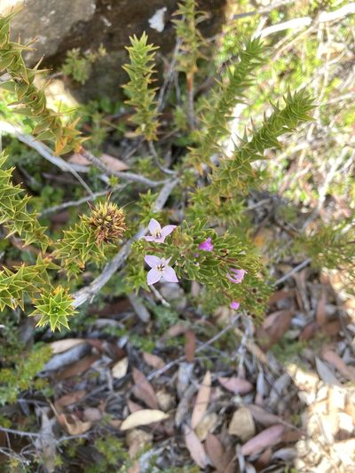 Boronia citriodora, photographed by krumpianking