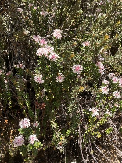 Pimelea sericea, photographed by krumpianking