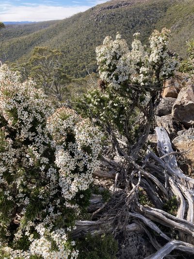 Olearia pinifolia, photographed by krumpianking