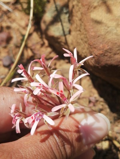 Pelargonium petroselinifolium, photographed by sharndreheuvel