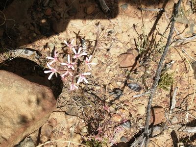 Pelargonium petroselinifolium, photographed by sharndreheuvel