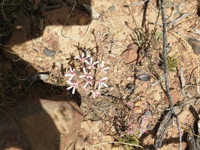 Pelargonium petroselinifolium, photographed by sharndreheuvel