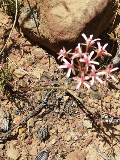 Pelargonium petroselinifolium, photographed by sharndreheuvel