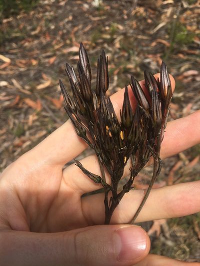 Haemodorum planifolium, photographed by Thomas Mesaglio