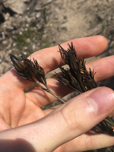 Haemodorum planifolium, photographed by Thomas Mesaglio